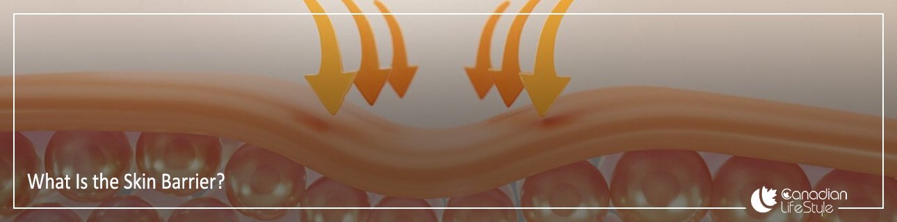 What Is the Skin Barrier?